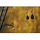 Classic Combi Rigs - Korda Masterclass Style - Danny Fairbrass Specification. Classic Combi Rigs - Korda Masterclass Style - Danny Fairbrass Specification.