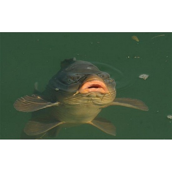 Surface Rigs - Korda Kruiser Control (floating) Surface Rigs - Korda Kruiser Control (floating)