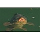 Surface Rigs - Korda Kruiser Control (floating) Surface Rigs - Korda Kruiser Control (floating)