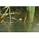 Surface Rigs - Korda Kruiser Control (floating) Surface Rigs - Korda Kruiser Control (floating)