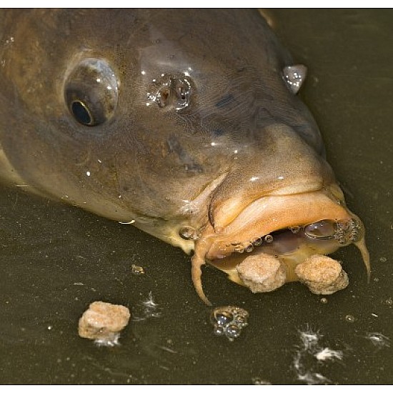 Surface Rigs - Korda Kruiser Control (floating) Surface Rigs - Korda Kruiser Control (floating)