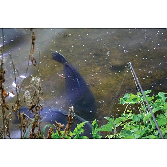 Surface Rigs - Korda Kruiser Control (floating) Surface Rigs - Korda Kruiser Control (floating)