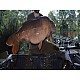 Wafter Rigs - Korda Dark Matter - Darrell Peck Style