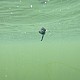 Zig Rigs (zigs) Zig Rigs (zigs)