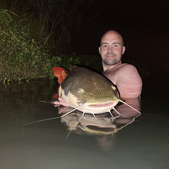 Gillhams - Small and Large Predators Rig (catfish etc) Gillhams - Small and Large Predators Rig (catfish etc)