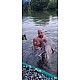 Gillhams - Small and Large Predators Rig (catfish etc) Gillhams - Small and Large Predators Rig (catfish etc)