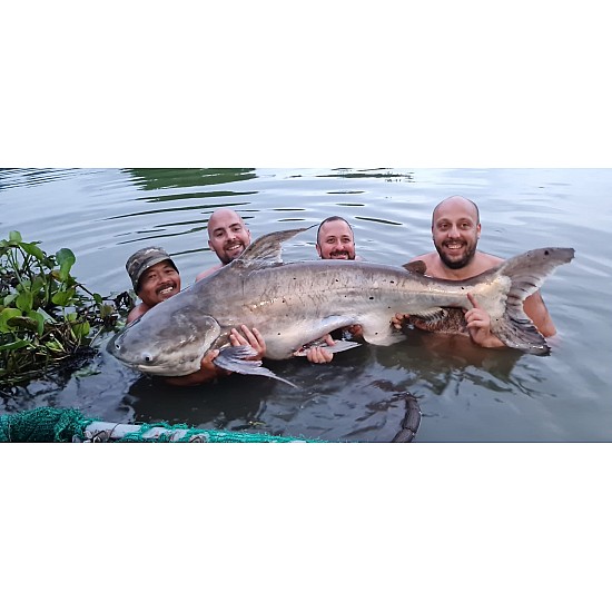 Gillhams - Small and Large Predators Rig (catfish etc) Gillhams - Small and Large Predators Rig (catfish etc)